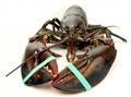 Image of live lobster